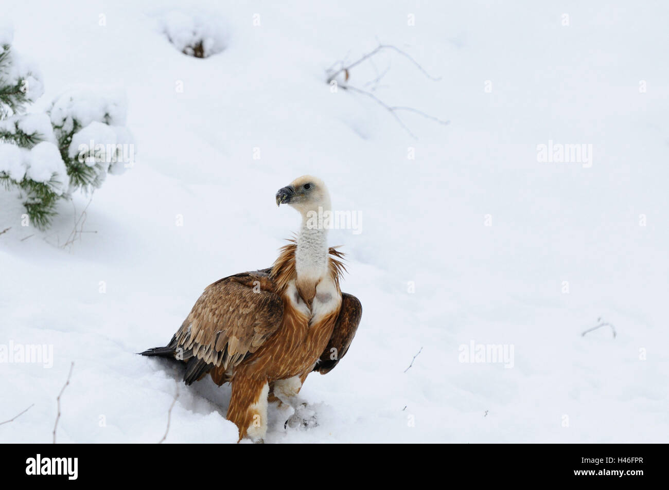 Goose's vultures, Gyps fulvus, snow, run, view side view, Stock Photo