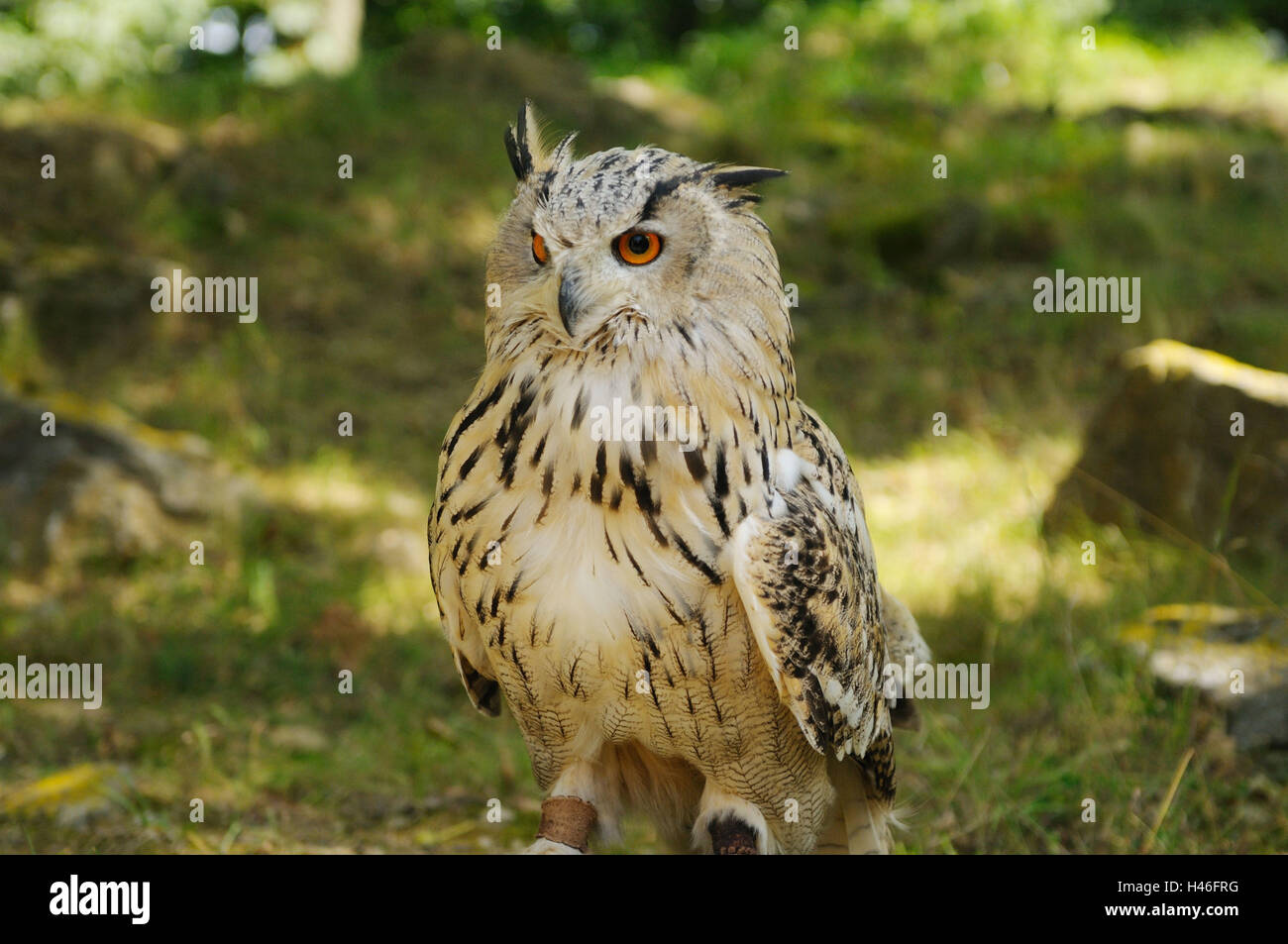 Western Siberian Eagleowl, bubo bubo sibiricus, meadow, front view