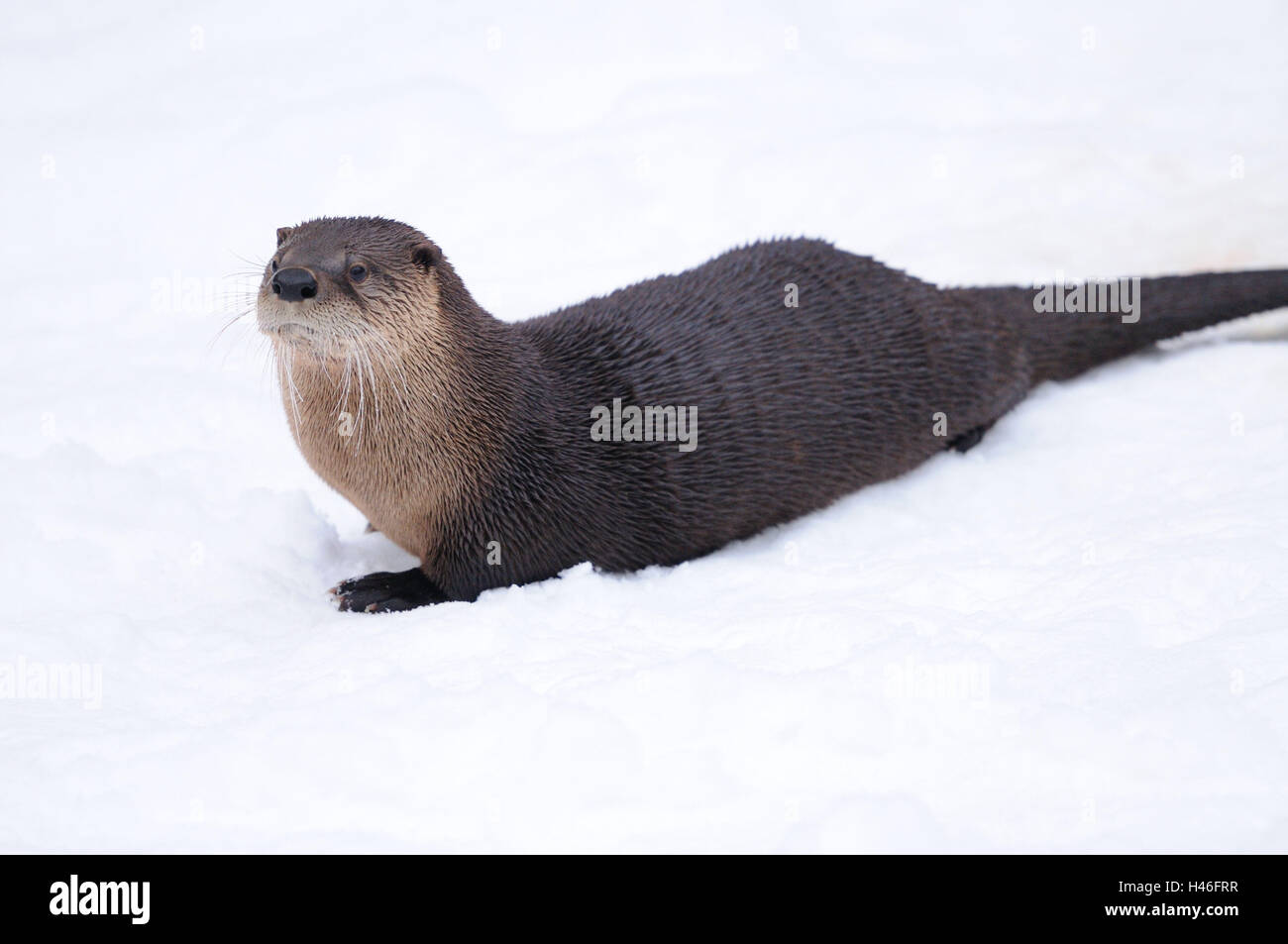 North American river otter, Lontra canadensis, Stock Photo