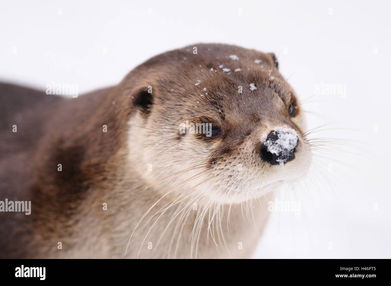 North American river otter, Lontra canadensis, portrait, Stock Photo