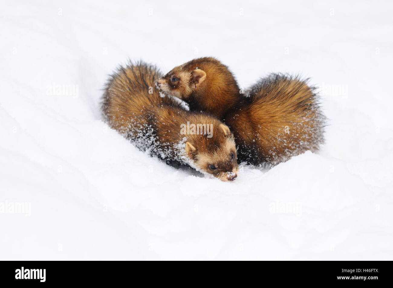European polecats, Mustela putorius, snow, side view, standing, Stock Photo