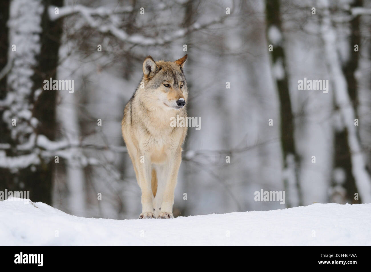 Eastern timber wolf, Canis lupus lycaon, snow, front view, standing ...