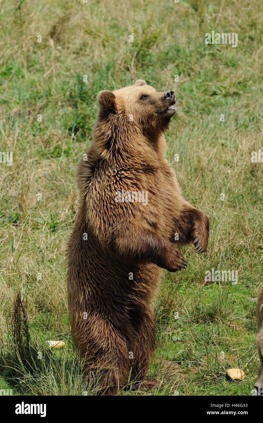 European brown bear, Ursus arctos arctos, meadow, side view, stand, Stock Photo