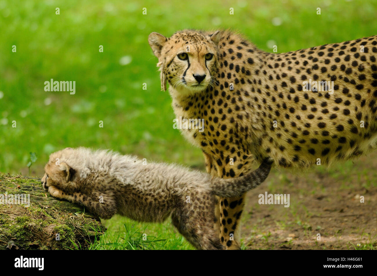 Cheetah, Acinonyx jubatus, nut with young animal, meadow, side view, stand, view in the camera, Stock Photo