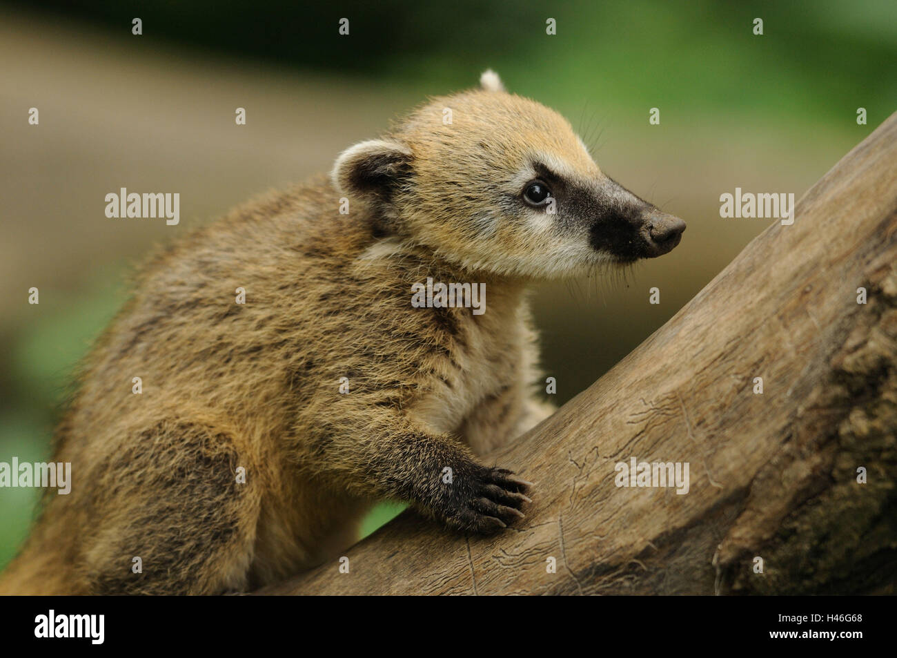 Cute Baby Coatimundi