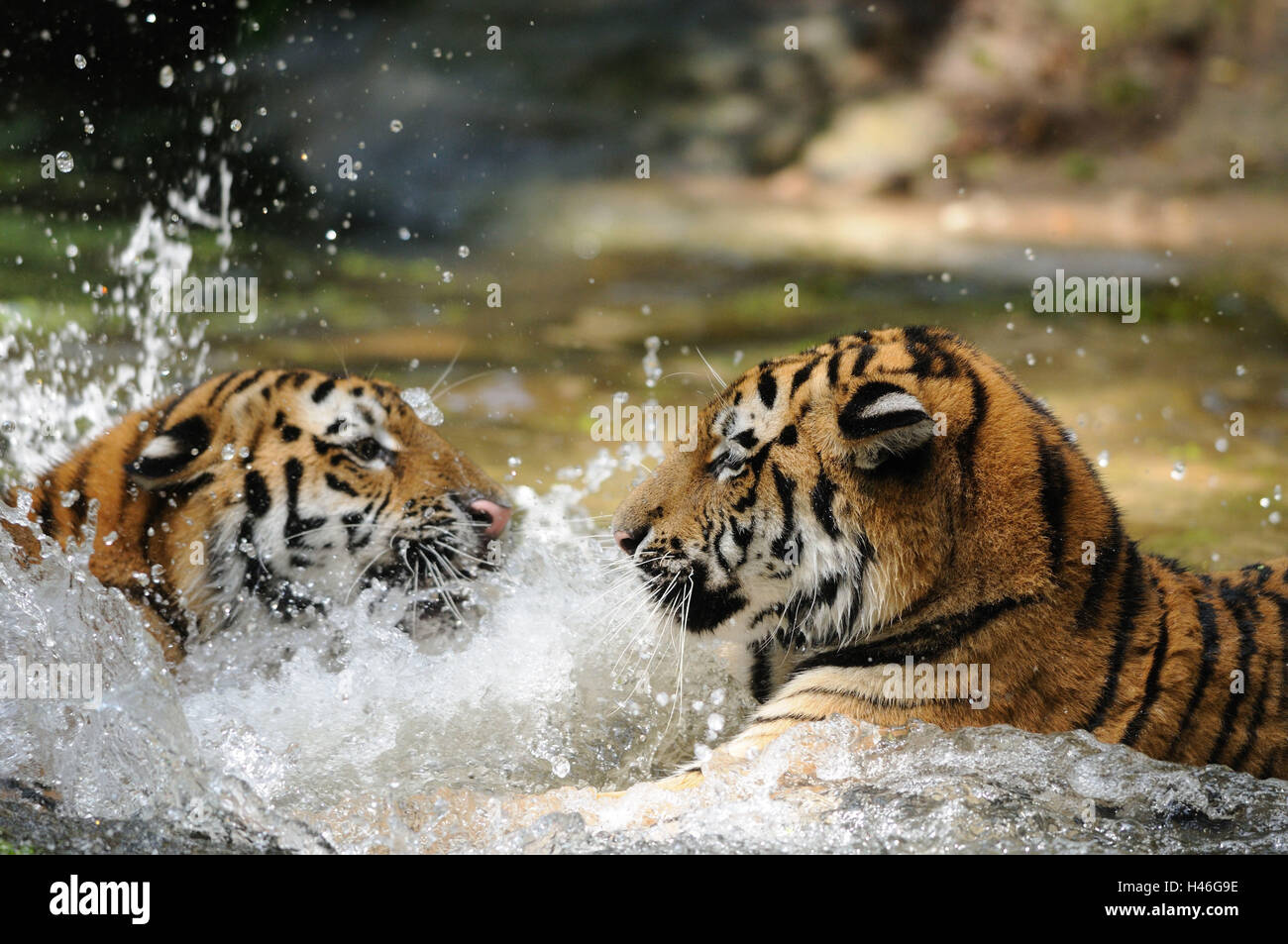 Siberian tigers, Panthera tigris altaica, water, side view, playing, Stock Photo