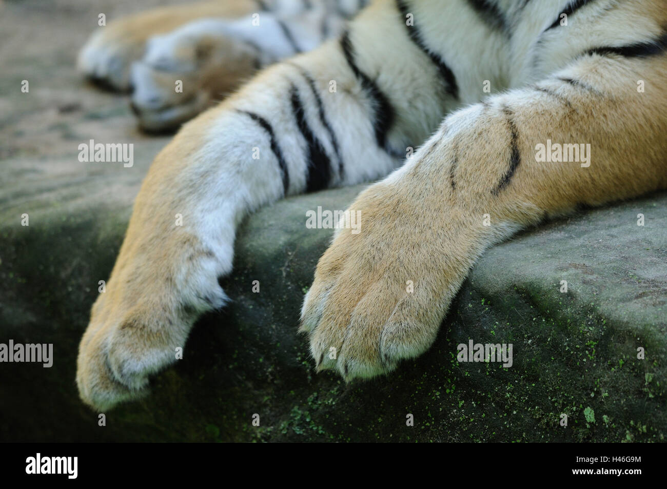 Tiger Feet Gif