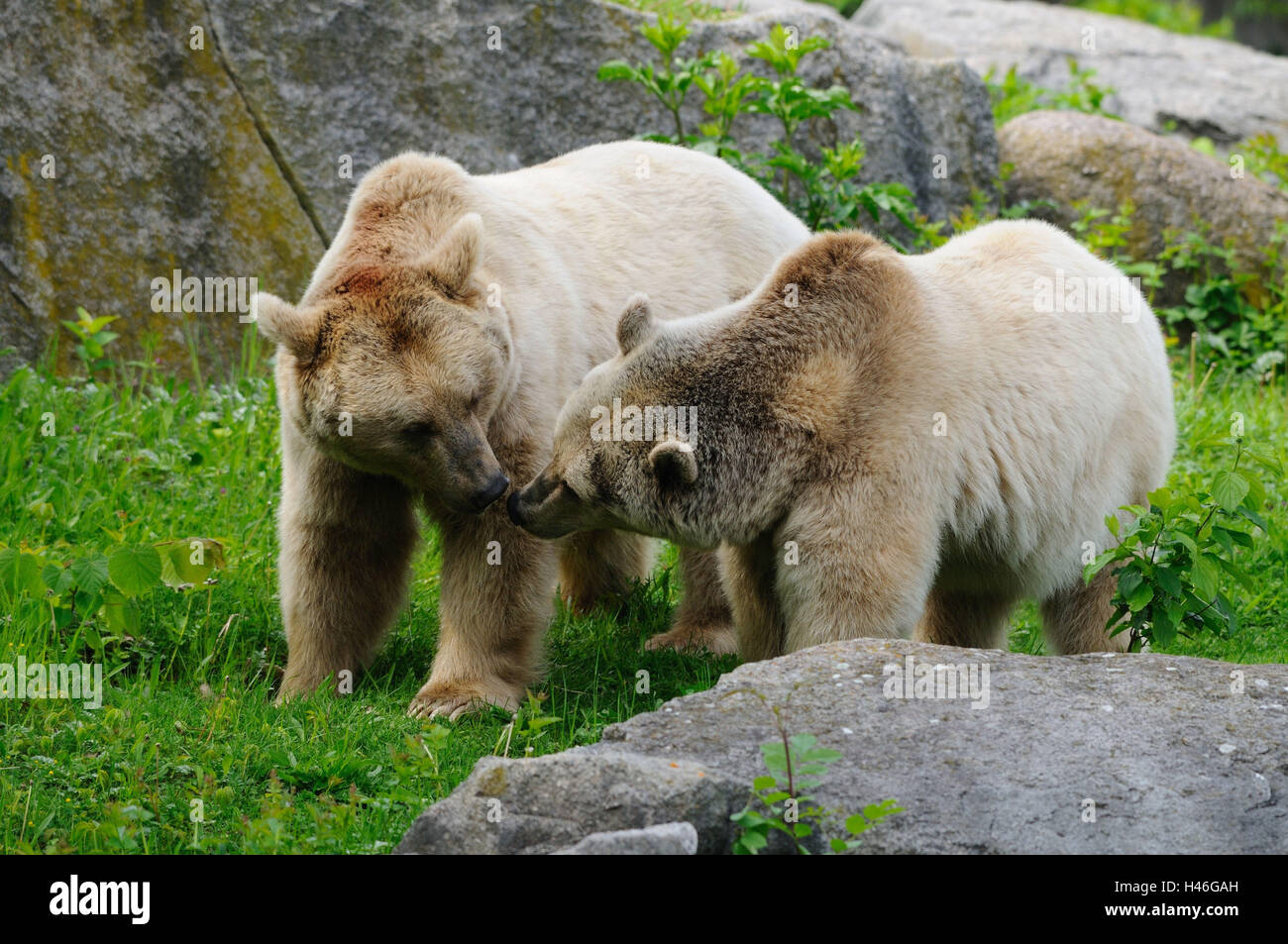 Grizzly bears, Ursus arctos horribilis, meadow, side view, standing Stock