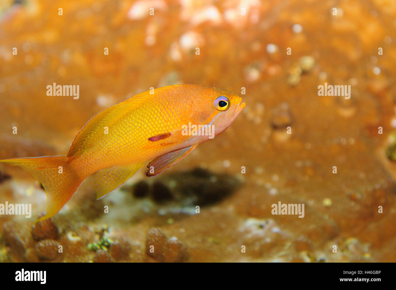 Daffodil cichlid, neolamprologus daffodil, underwater, side view, swimming, Stock Photo