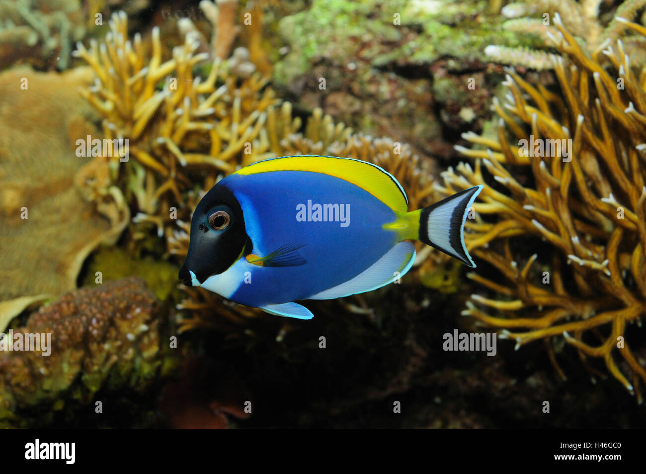 Powder blue tang, Acanthurus leucosternon, underwater, side view, swimming, Stock Photo