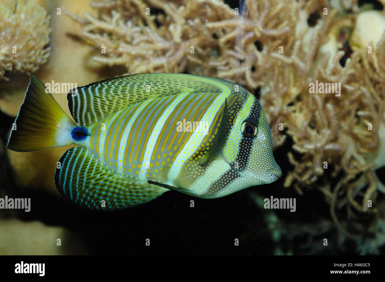 Sailfin tang, zebrasoma veliferum, underwater, front view, swimming, Stock Photo