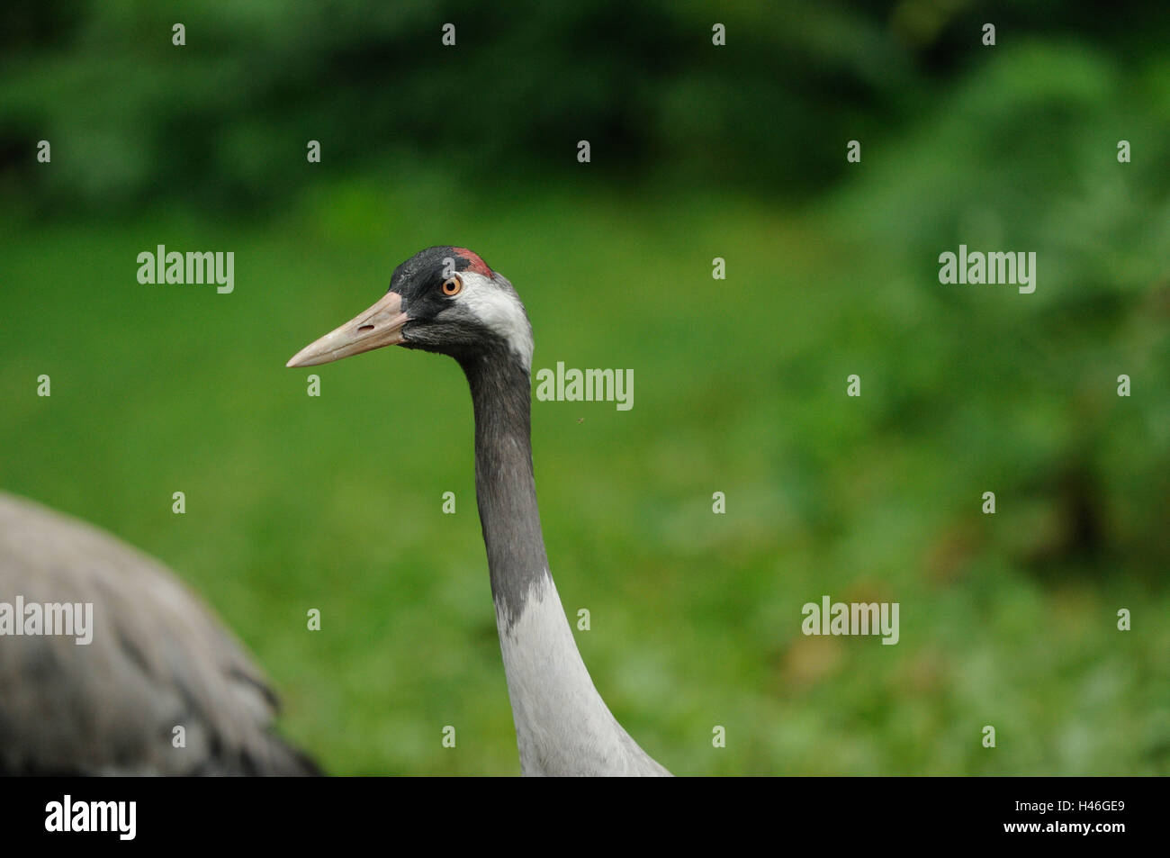 Grey crane, slack slack, Eurasian crane, portrait, side view, Stock Photo