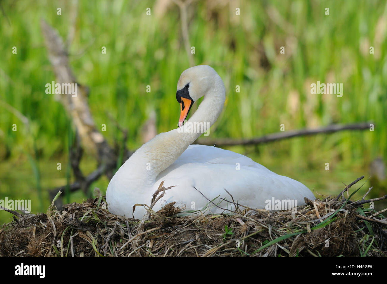 Mute swan, Cygnus olor, mother animal, nest, sitting, side view, Stock Photo