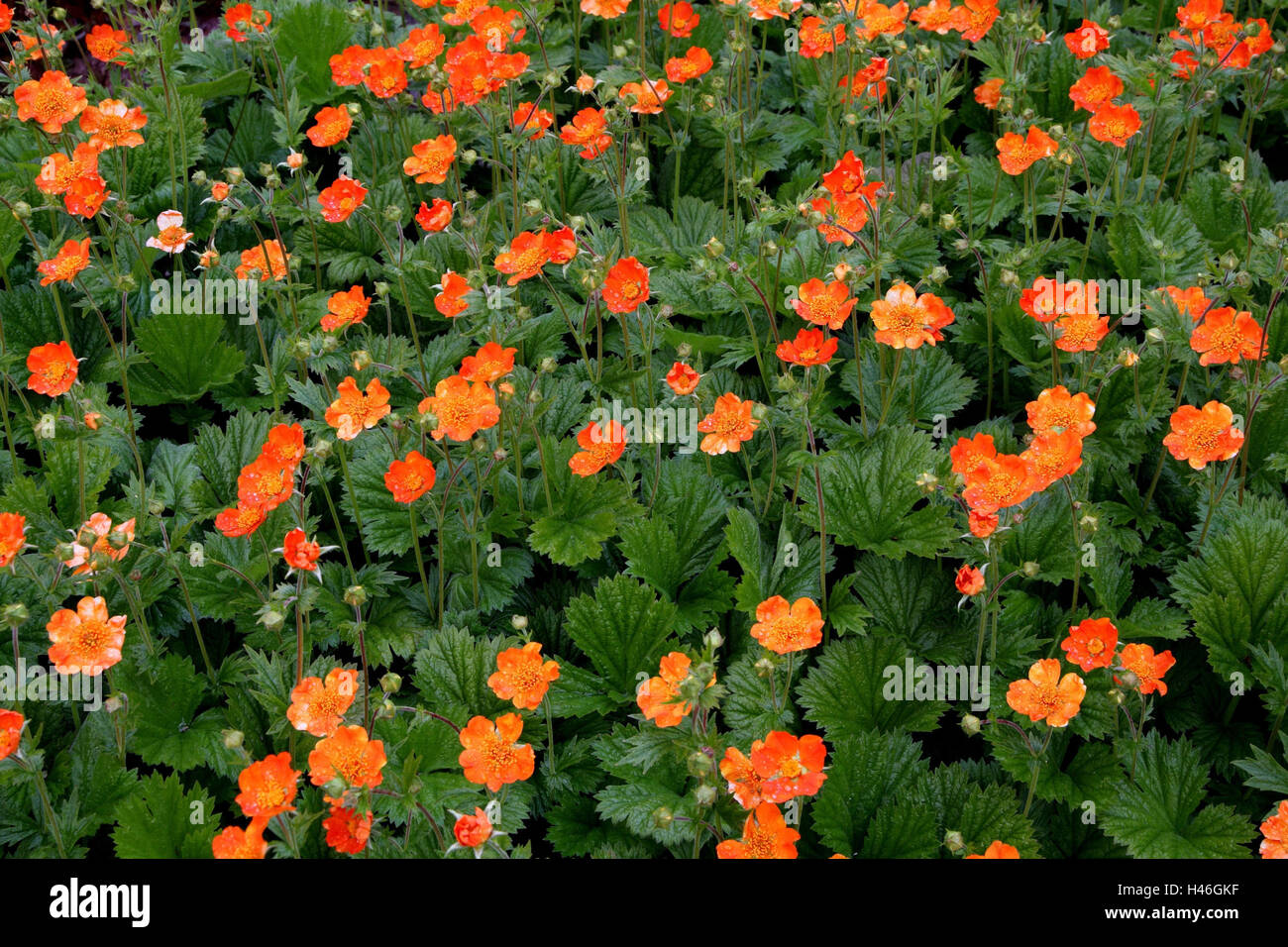 Flowers, colewort 'Borisii', Geum coccineum 'Borisii', Stock Photo
