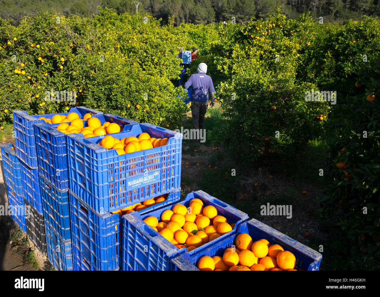 Oranges being harvested into plastic crates by workers in a Spanish