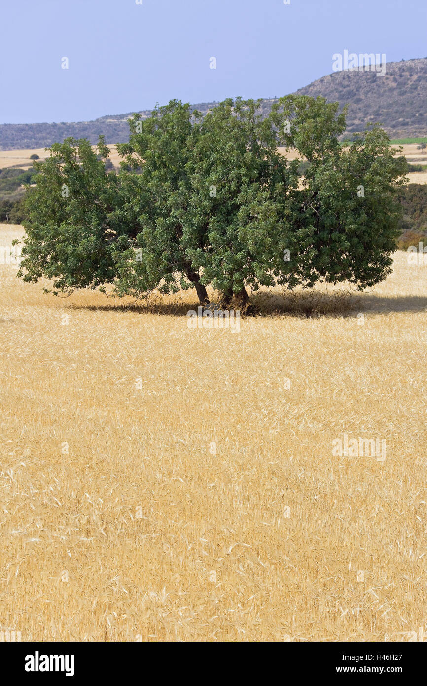 Cyprus, Cornfield, carob, Ceratonia siliqua, South Cyprus, field, grain, farming, agriculture, farming, agriculture, harvest time, Landscape, Mediterranean, solitary tree, deciduous tree, detached, individually, nobody, outside, Stock Photo