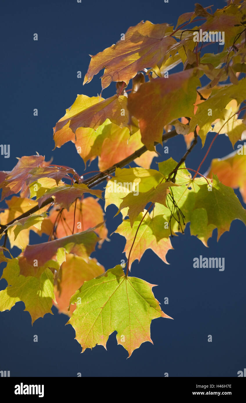 Maple tree colors autumn hi-res stock photography and images - Alamy