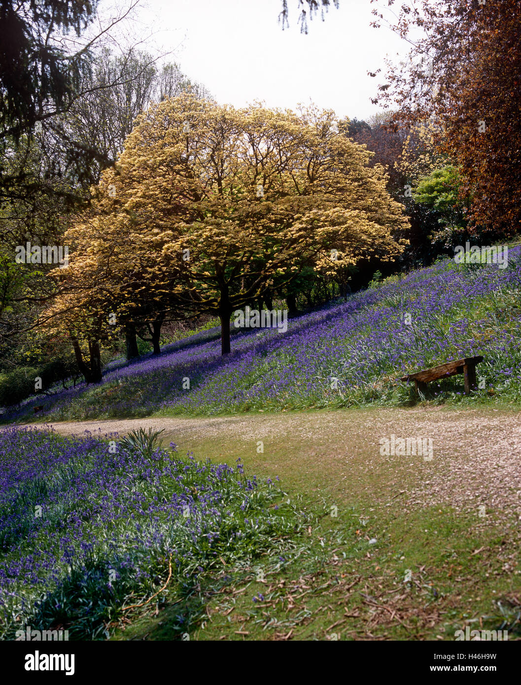 Bluebells Leonradslee Gardens, Sussex Stock Photo