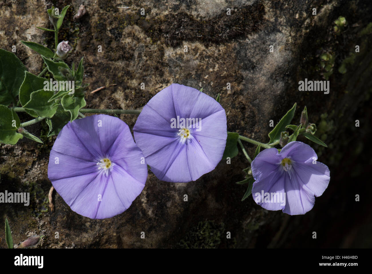 Convolvulus sabatius, ground blue-convolvulus, growing on rocks in Southen Italy. May. Stock Photo