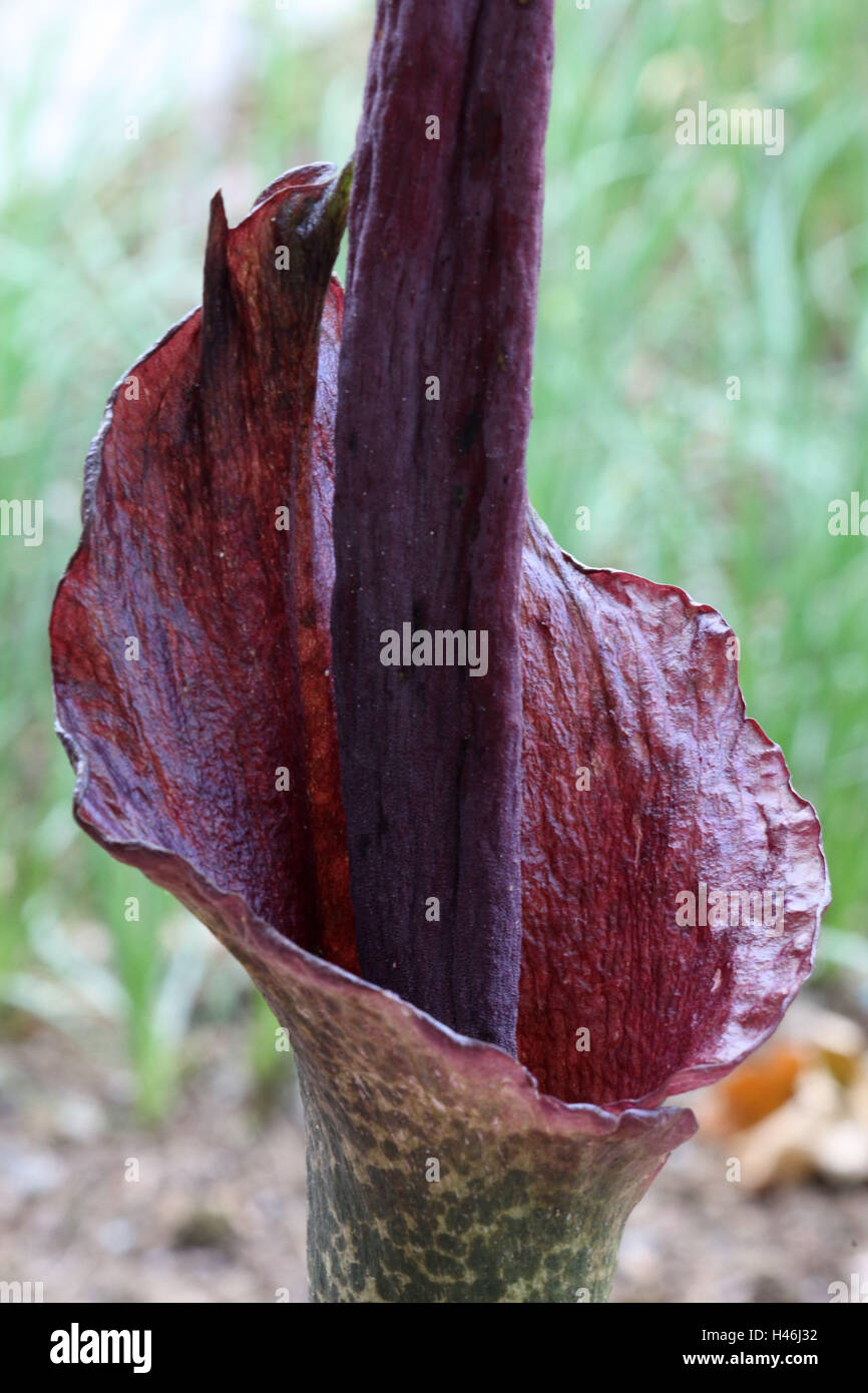 Stinking Titanwurz, blossom, close up, Stock Photo
