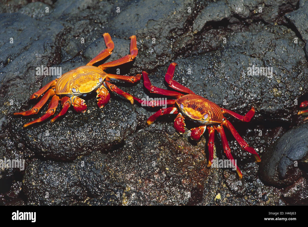 The Galapagos Islands, rocks, Reds, cliff crabs, Grapsus grapsus, two, UNESCO world heritage, South America, Galapagos, island, island group, Ecuador, the Pacific, fauna, animals, crustaceans, sea animals, Wildlife, animal world, rock crabs, crustaceans, short tail cancer, 10 foot cancer, orange, Stock Photo