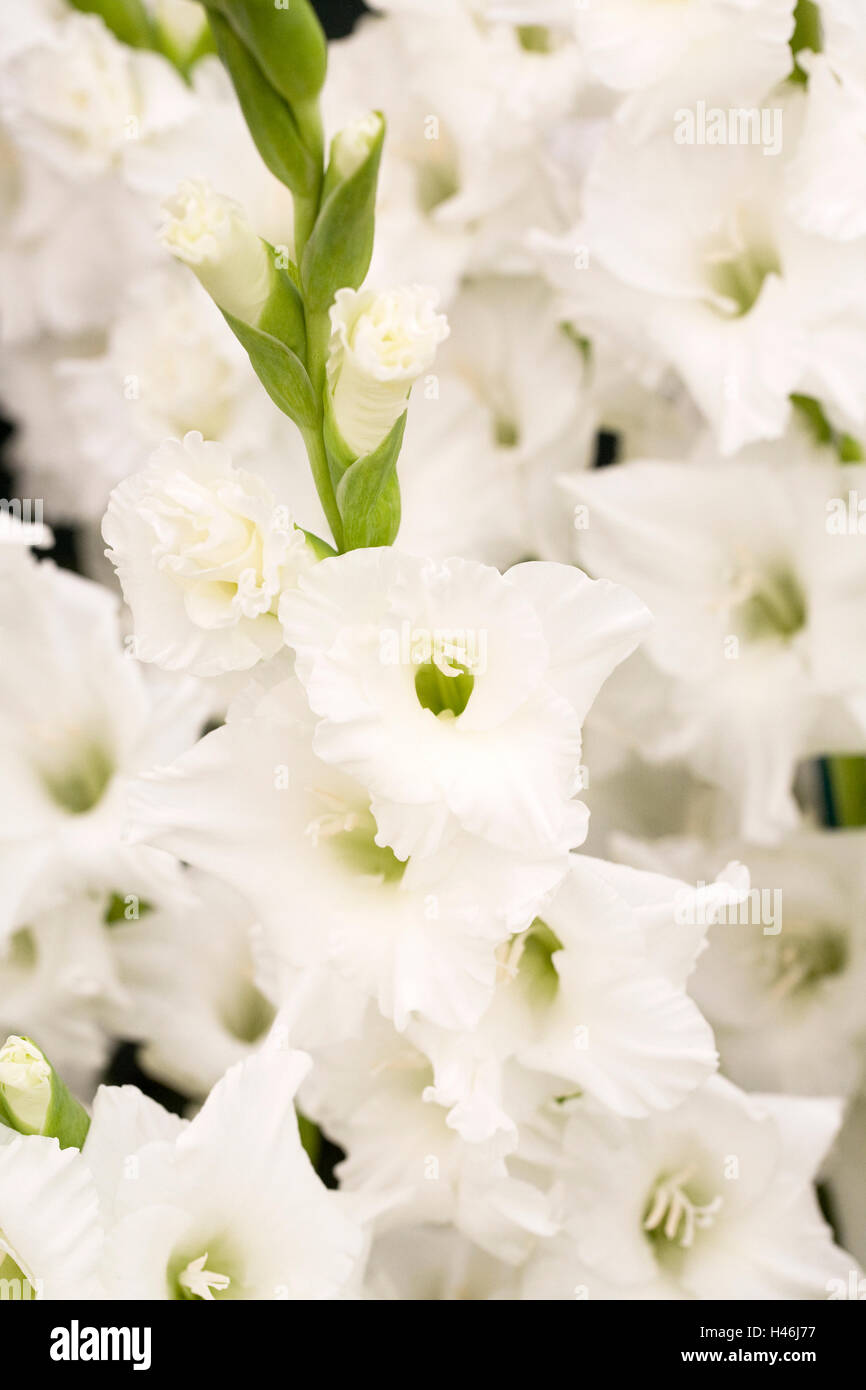 Gladiolus 'Bangladesh' flowers. Stock Photo