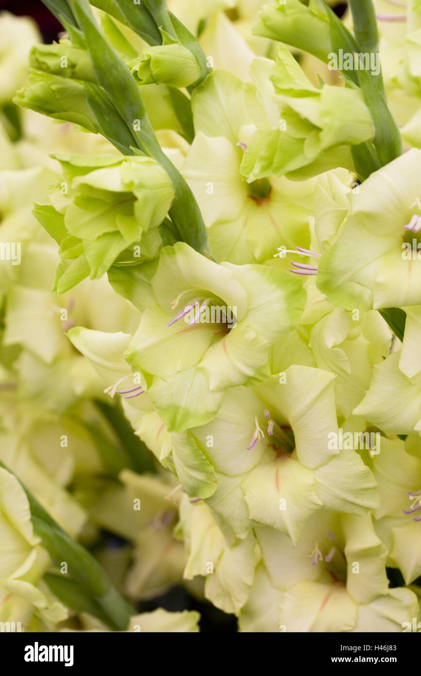Yellow funnel shaped flower hi-res stock photography and images - Alamy