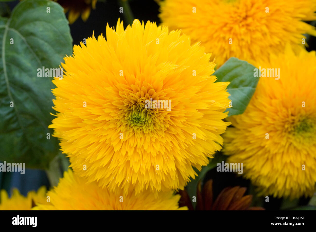 Helianthus annuus 'Teddy Bear'. Sunflowers being used as a cut flower. Stock Photo