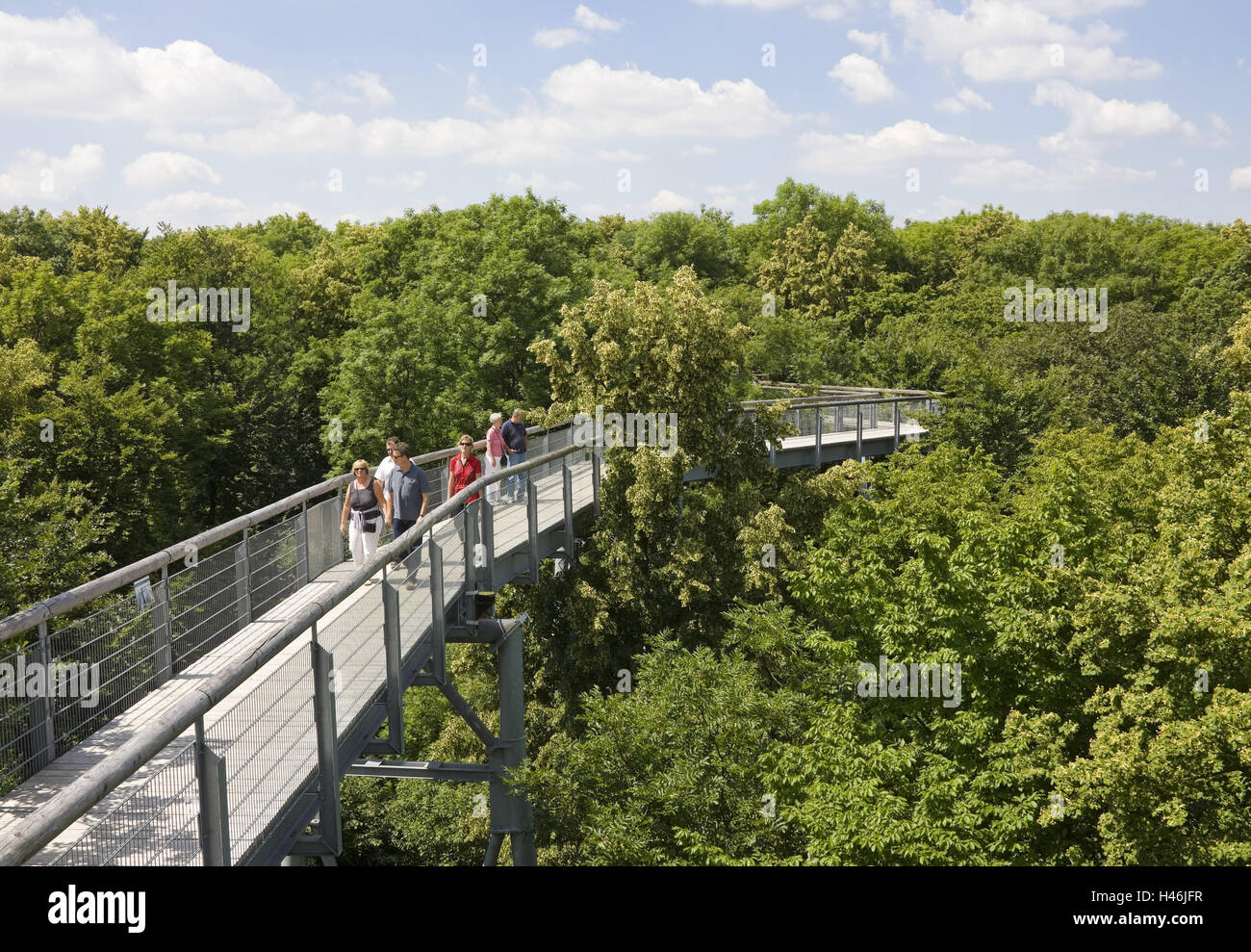 Germany, Thuringia, national park, Hainich, tree top path, visitor, no model release, nature, trees, tree tops, wood, deciduous forest, green, attraction, place of interest, outside, summer, person, high-level way, tourism, tourist attraction, treetop path, tree top way, footpath, walk, sunny, Stock Photo