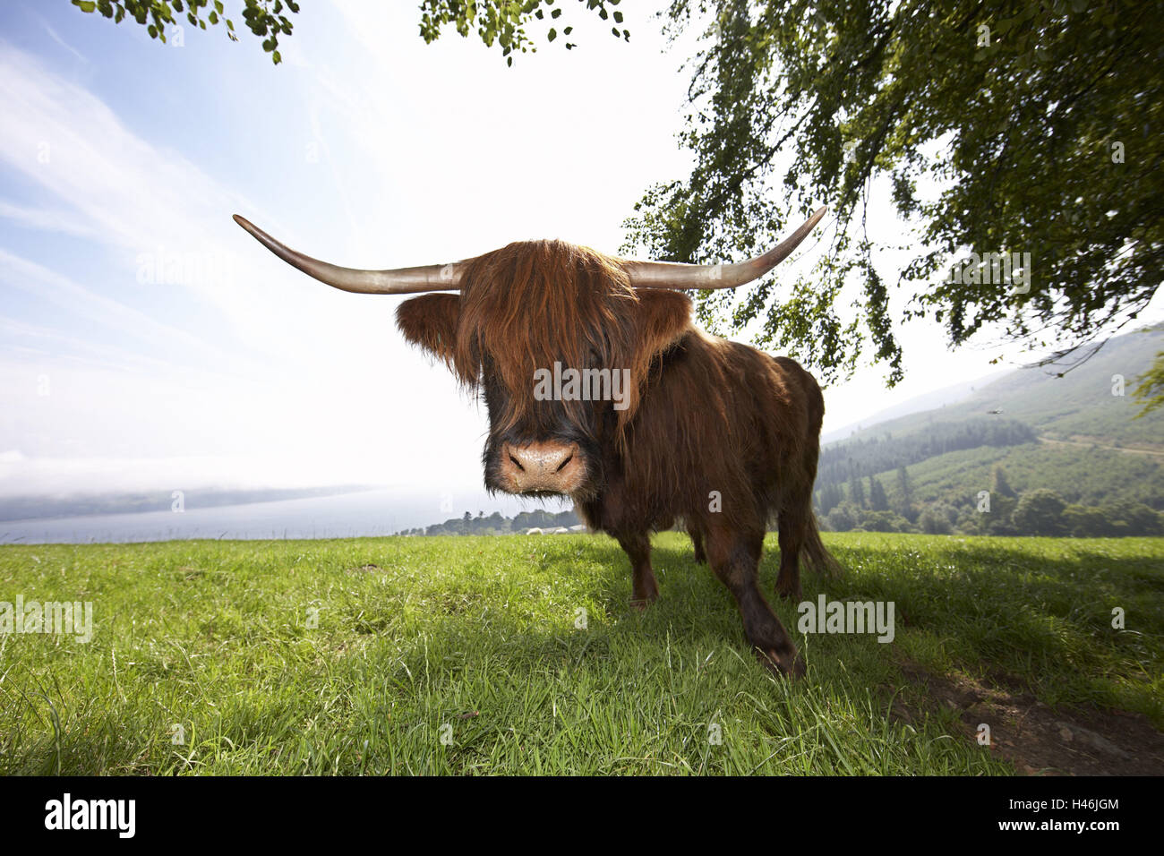Meadow, Scottish highland cattle, Stock Photo