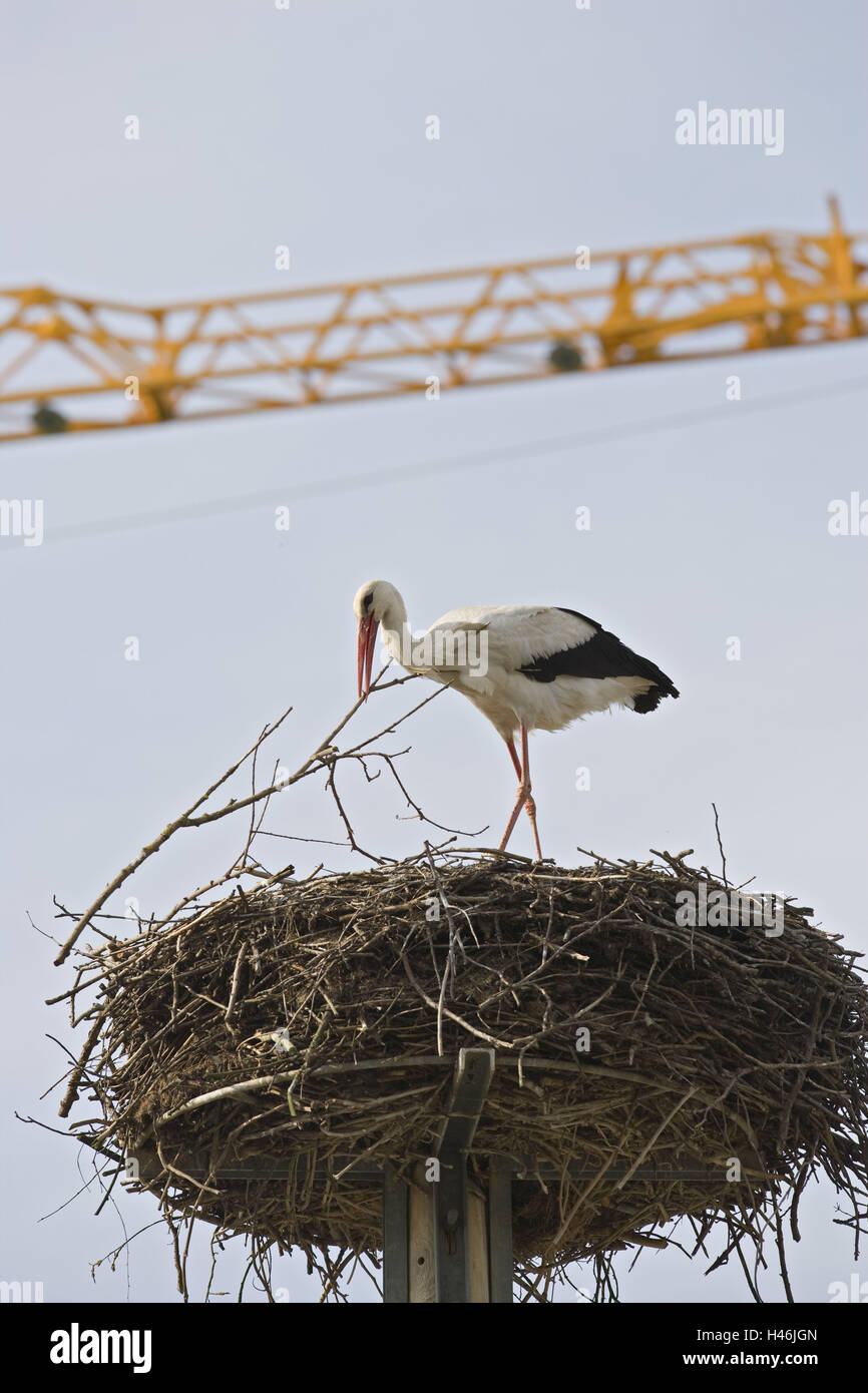 Austria, Burgenland, Güssing, stork, nest, crane, Stock Photo