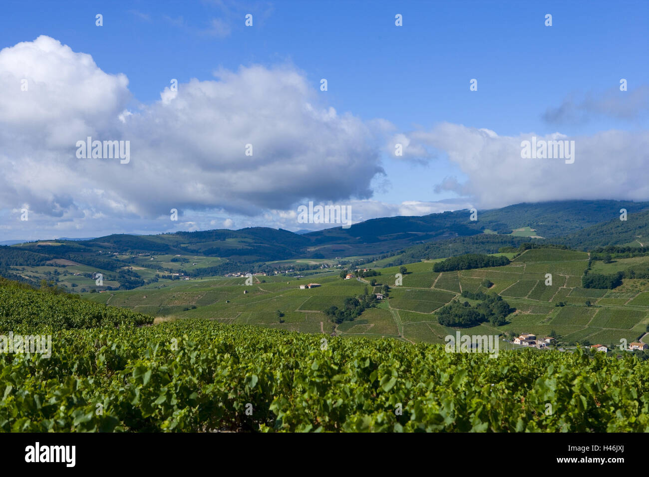 France, Bourgogne, Saone-et-Loire, Macon, Pruzilly, vineyards, view, scenery, Stock Photo