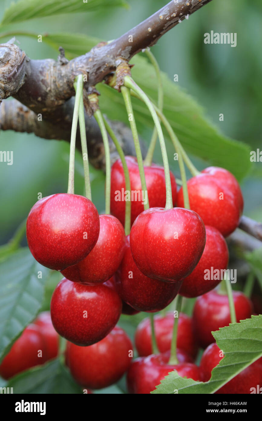 Cherries, ripe, medium close-up, fruit, stone fruit, fruits, red, fruity, low-calorie, rose plant, sweet cherries, fork, detail, Food, cherry tree, fruit-tree, rich in vitamins, ripe for harvest, freshly, healthy, of course, Stock Photo