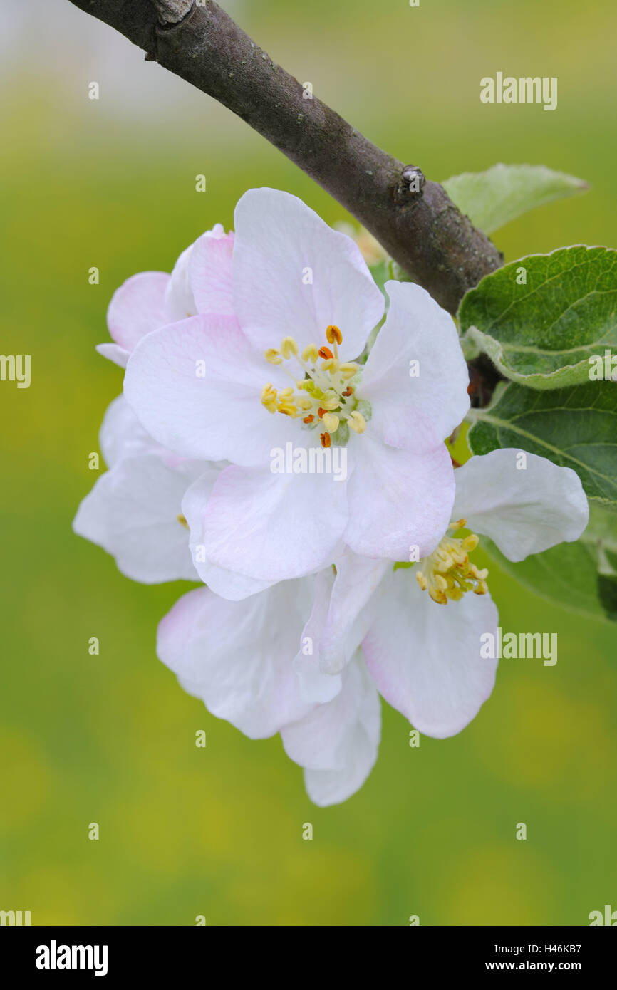 Apple blossom, medium close-up, apple-tree, tree, spring, fruit-tree, blossom, white, blossoms, softly, blossoming of a tree, botany, fruit-tree, agriculture, fruit cultivation, season, Stock Photo