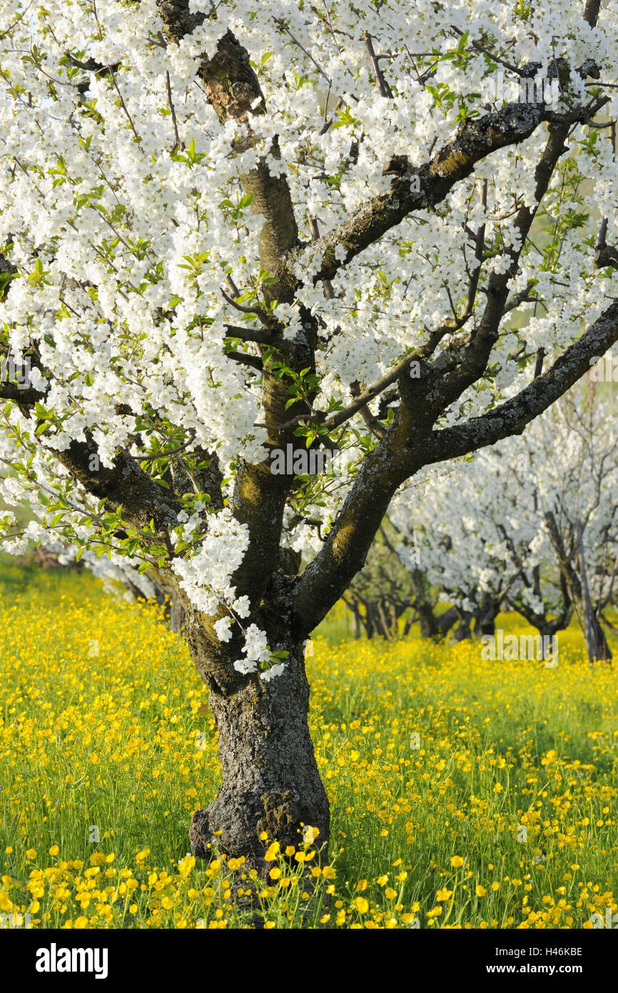 Cherry trees, blossom, spring, Stock Photo