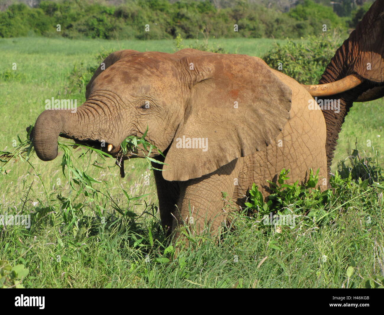 An African young elephant grazing grass in fertile green fields at