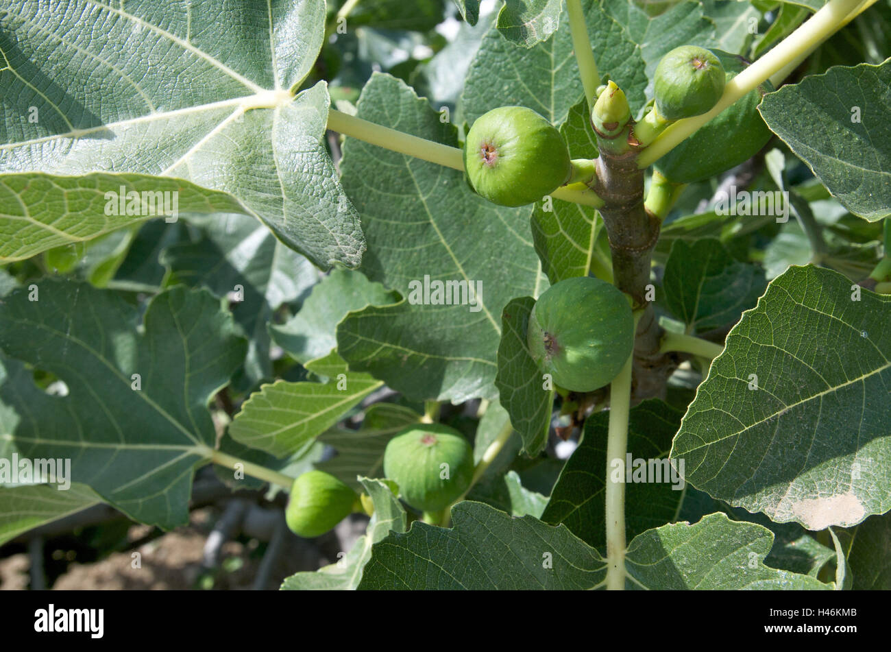 Figs in fig tree, island Sifnos, the Cyclades, Greece, Stock Photo