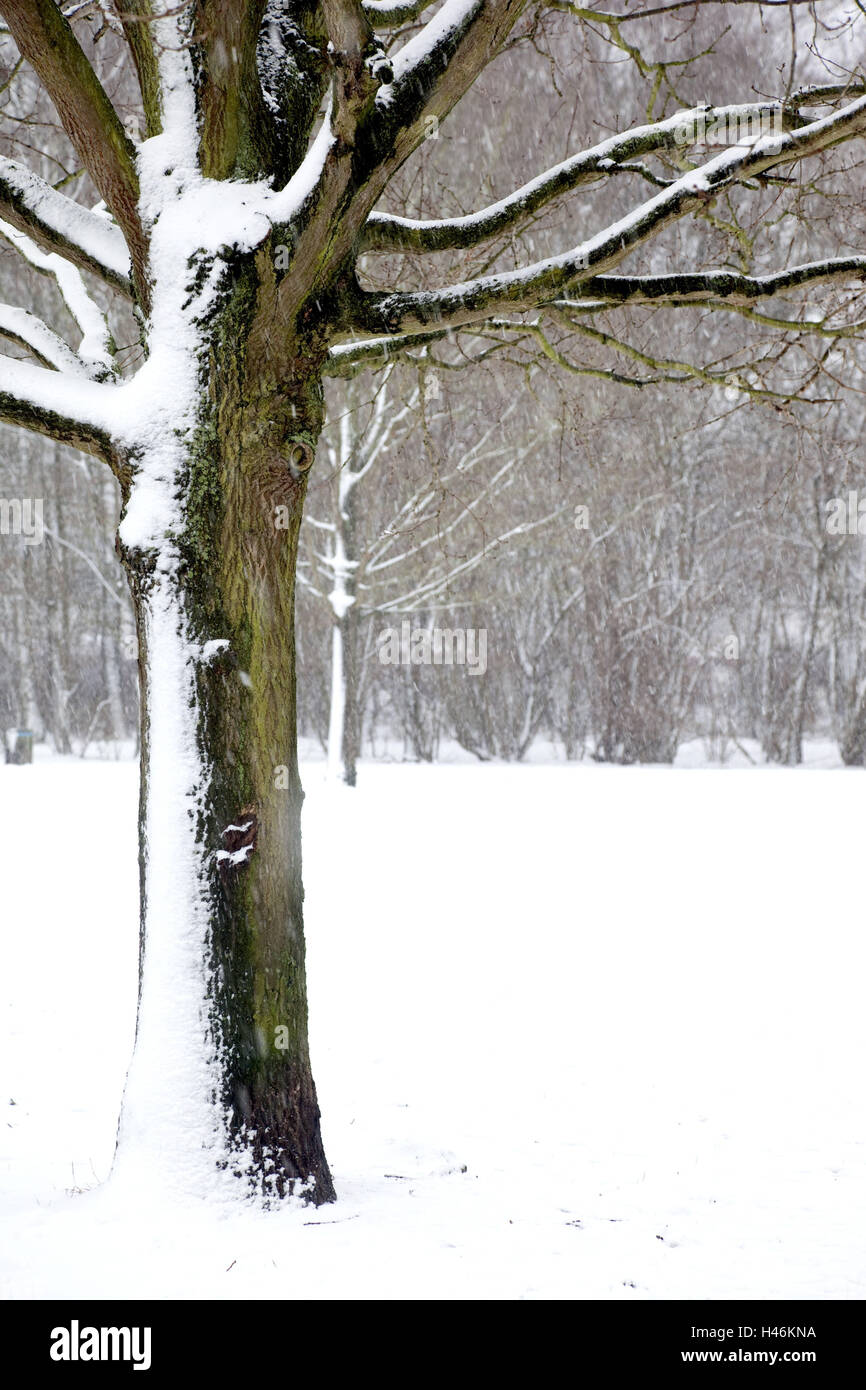 Snowfall 01 hi-res stock photography and images - Alamy