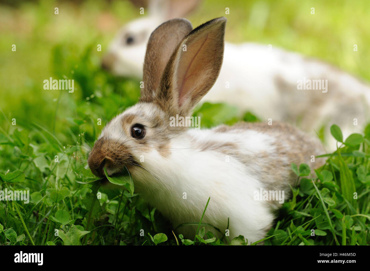 Domestic rabbit, young animal, dandelion, eating Stock Photo Alamy