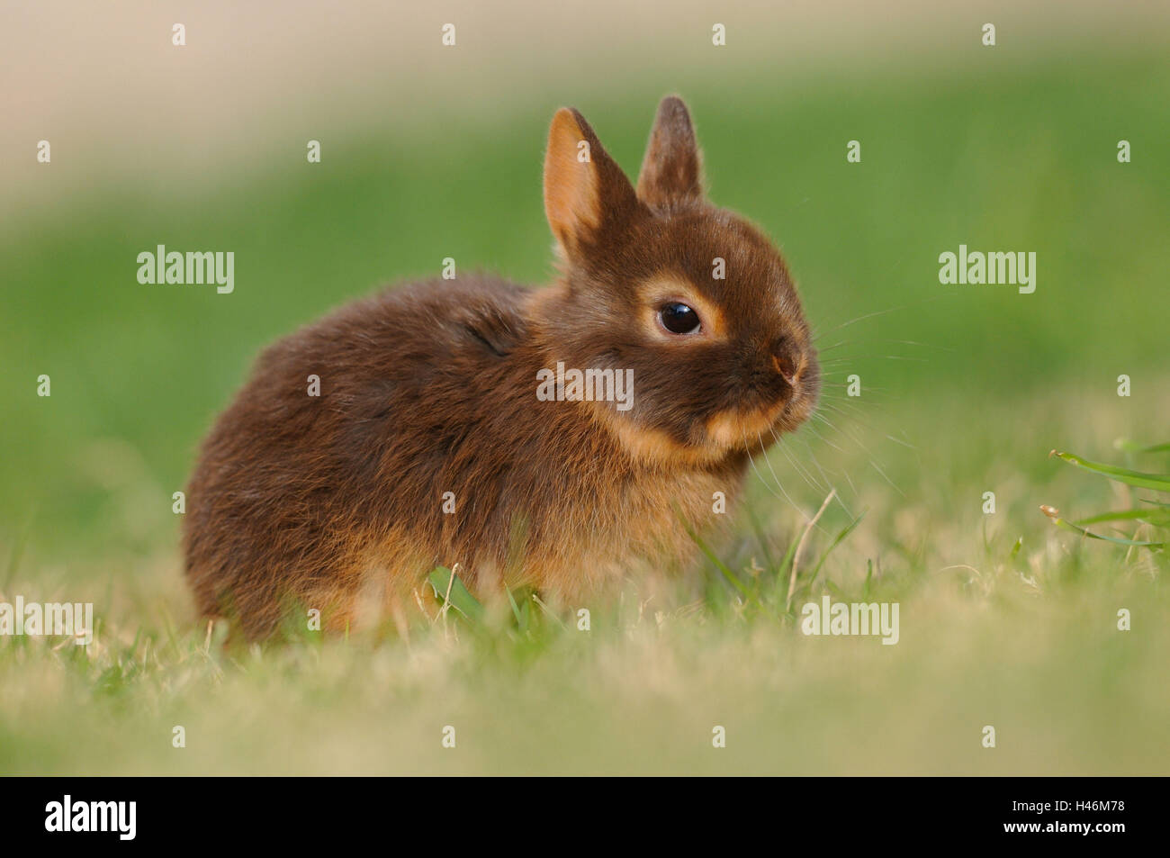 Rabbit, Netherland dwarf 'Havanna Loh', young animal, side view, meadow, sitting, Stock Photo