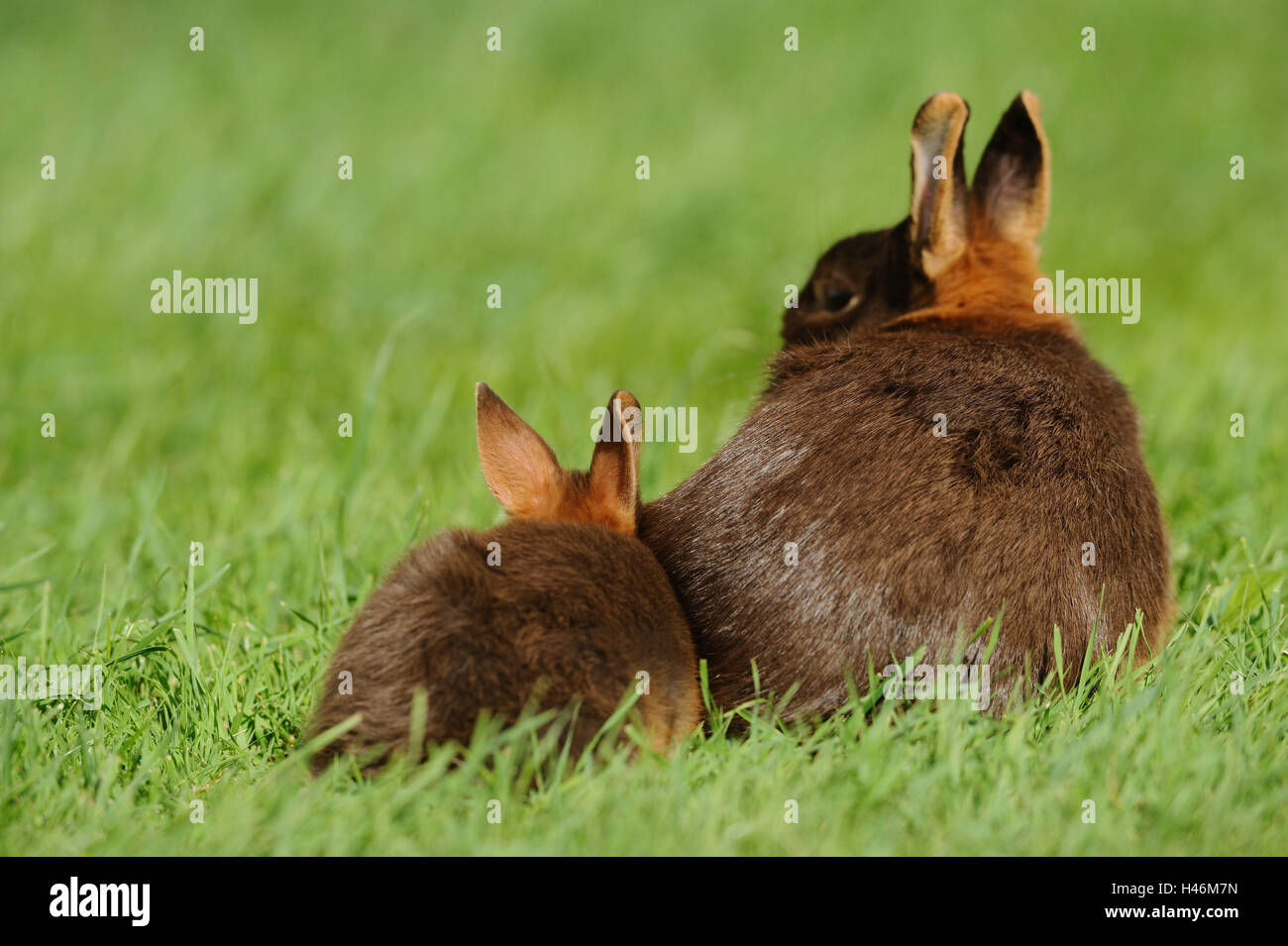 Mother rabbit two young rabbits hi-res stock photography and images - Alamy