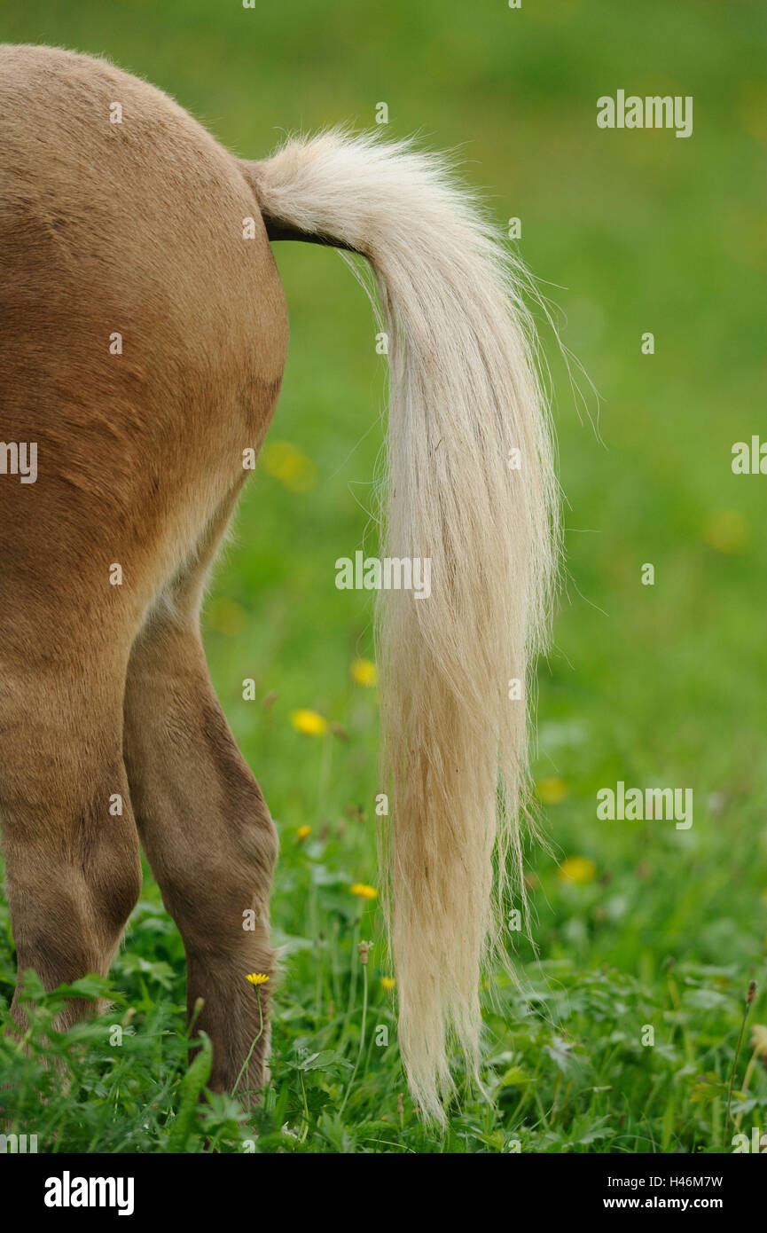 Welsh pony, detail, back, tail, side view, Stock Photo