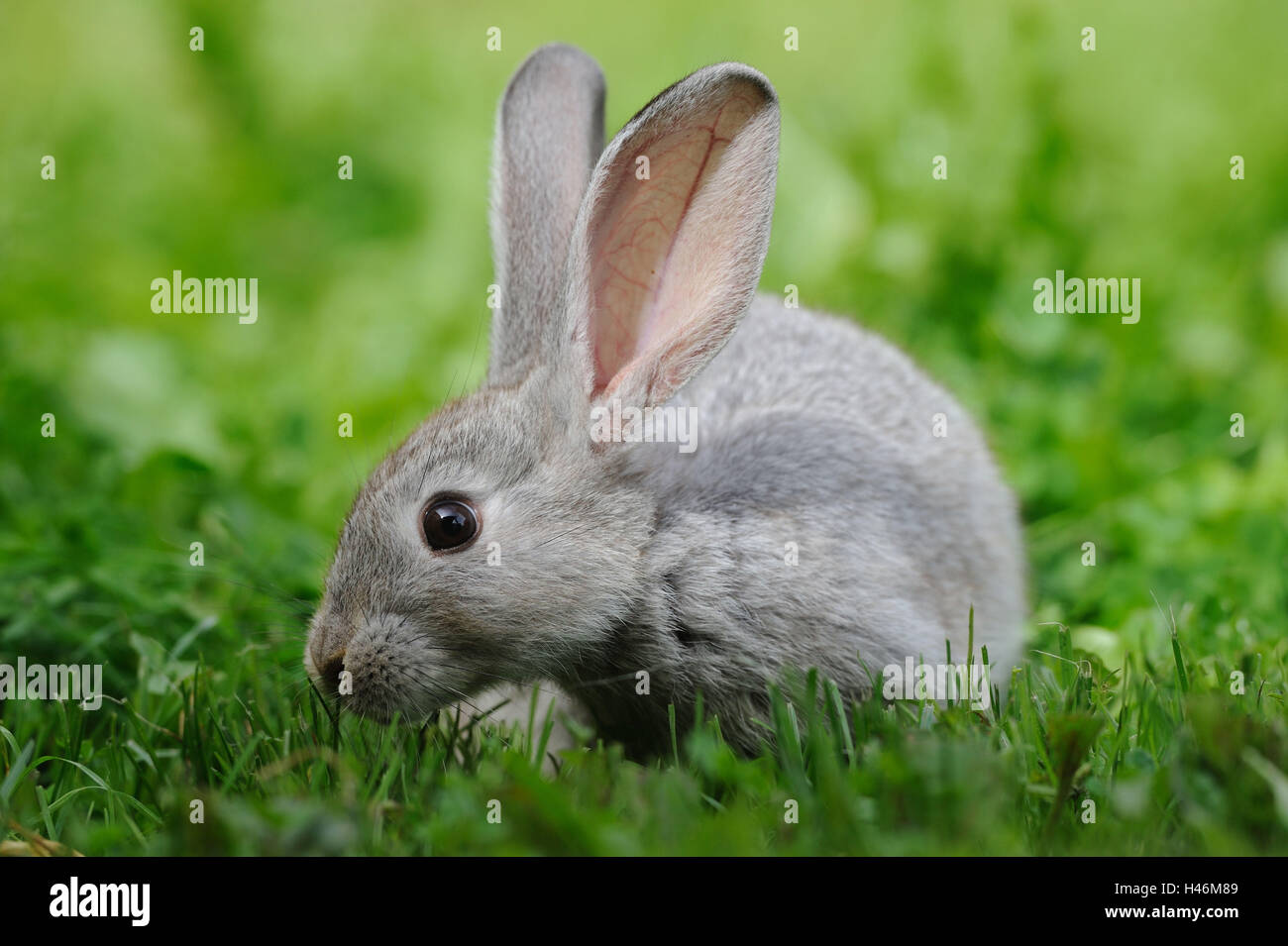 Domestic rabbit, young animal, grass, eating Stock Photo Alamy