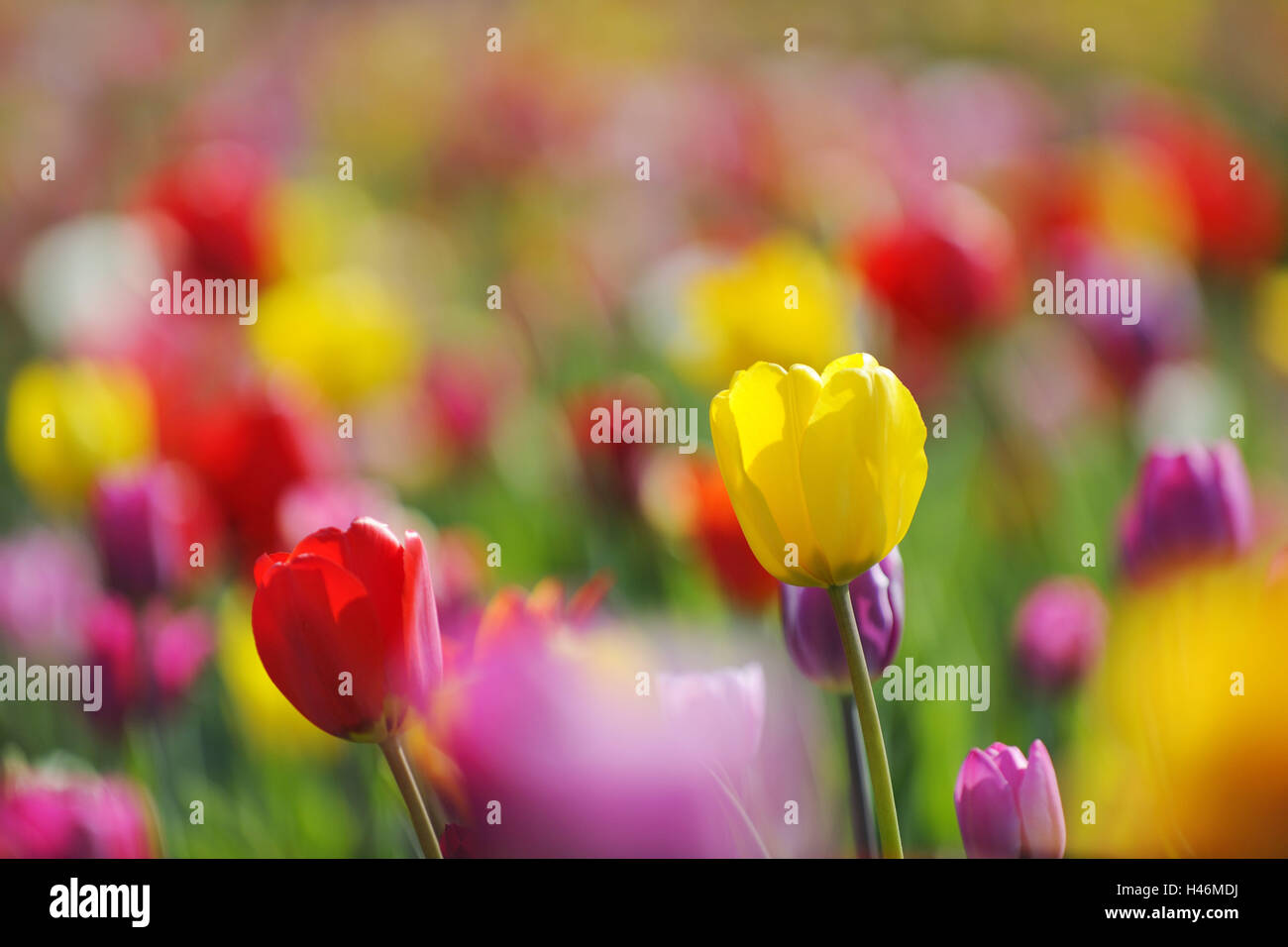 Tulips, colours, passed away, flowers, spring flowers, blossoms, differently, spring, yellow, red, mauve, pink, brightly, medium close-up, Tulipa, bulb plants, blossom, botany, blossoms, light, flora, garden, lily plant, sunny, Stock Photo