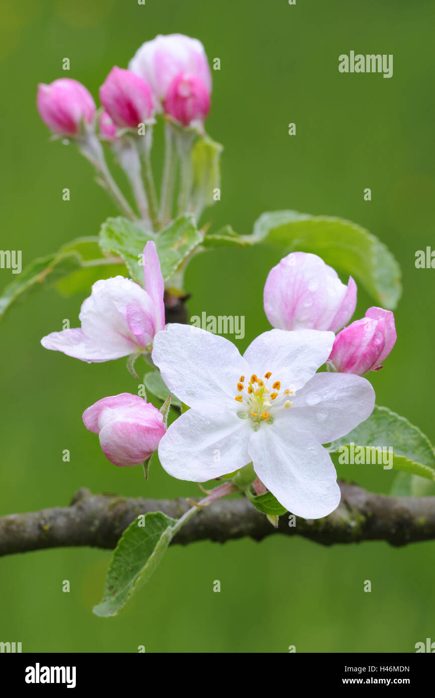 Apple blossom, medium close-up, apple-tree, tree, branch, spring, fruit-tree, blossom, white, pink, blossoms, softly, blossoming of a tree, botany, fruit-tree, agriculture, fruit cultivation, season, Stock Photo