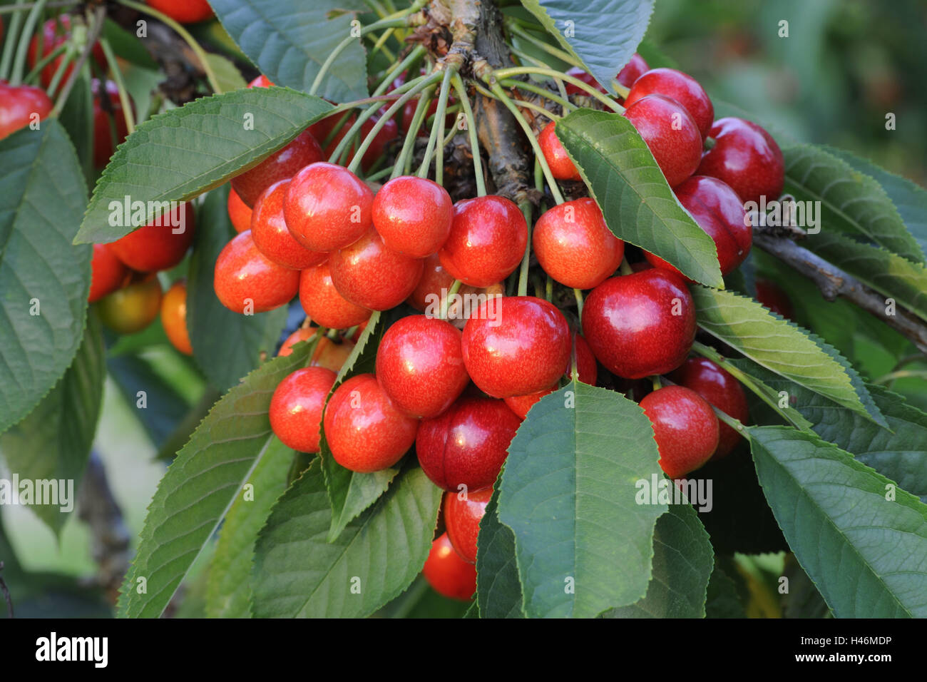 Cherries, ripe, medium close-up, fruit, stone fruit, fruits, red, fruity, low-calorie, rose plant, sweet cherries, branch, detail, Food, cherry tree, fruit-tree, rich in vitamins, ripe for harvest, freshly, healthy, course, leaves, Stock Photo