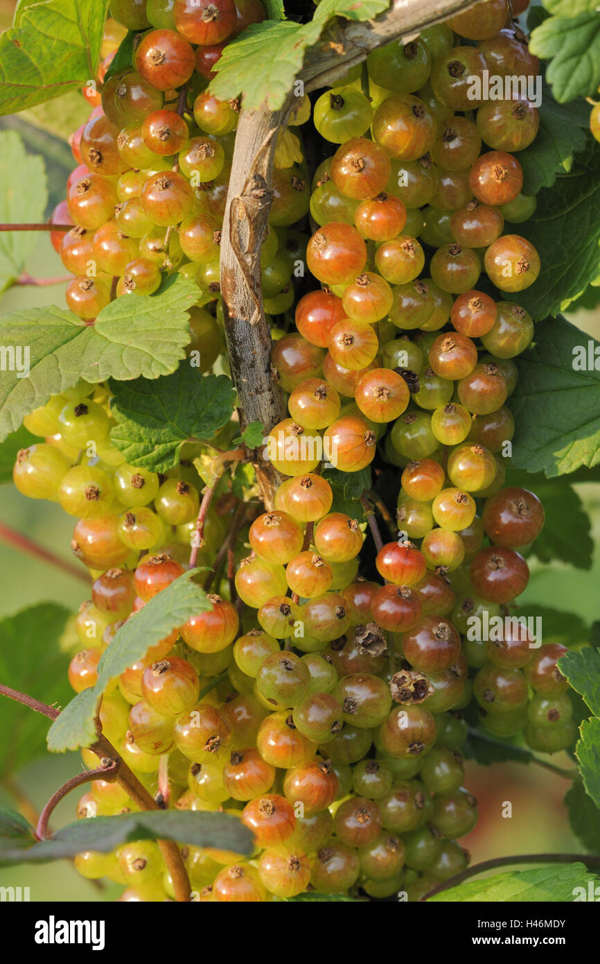 Currants, immature, medium close-up, shrub, berries, hang, fruits, Rispen, mature, yellow, green, rich in vitamins, fruit, Stock Photo