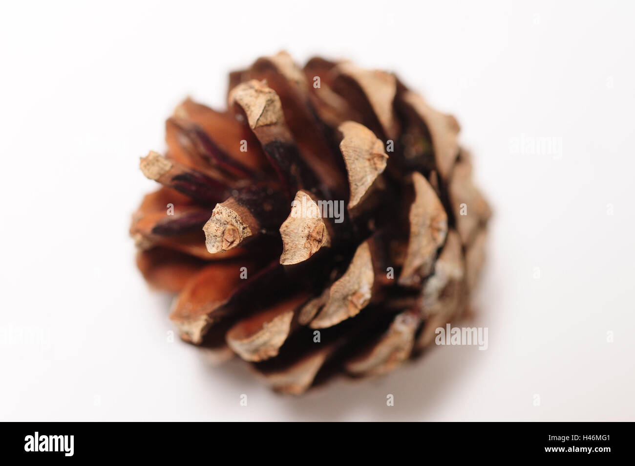 Fir cones, close up, blur, detail, needle wood, weather forecast, opened, nature, columns, fir cones, space, Stock Photo