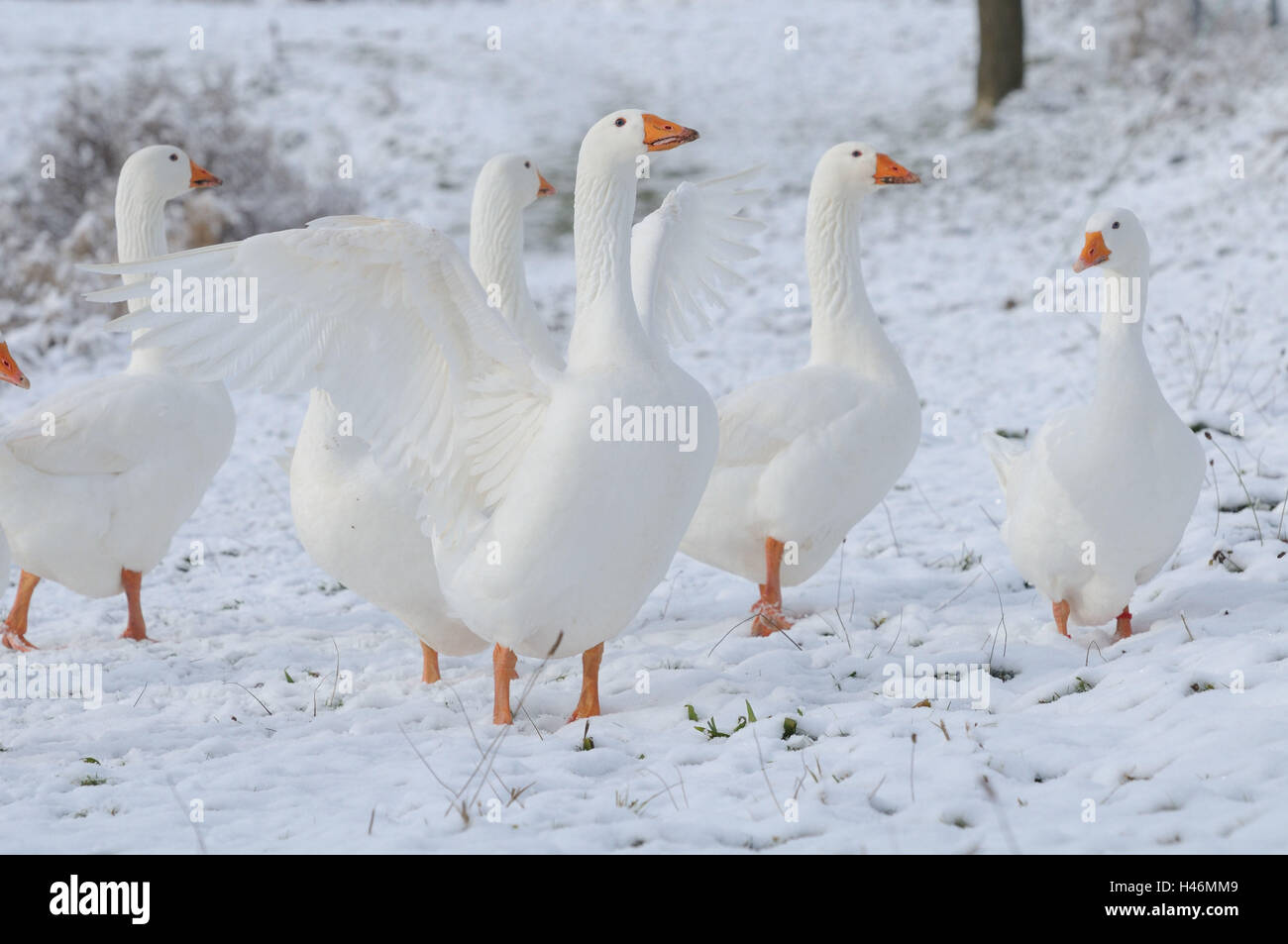 Goose Stand House geese, group, winter, side view, stand Stock Photo - Alamy