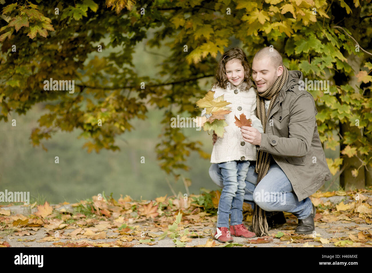 Father and subsidiary collect maple leaves, Stock Photo
